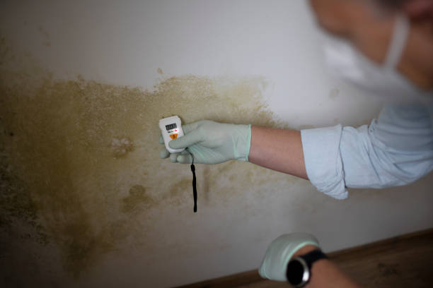 Best Mold Testing  in Cave Springs, AR