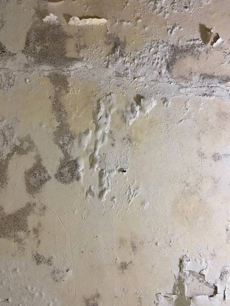 Best Affordable Mold Removal  in Cave Springs, AR