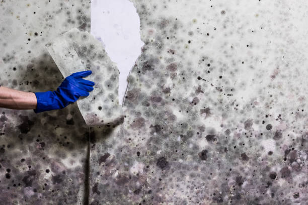 Best Professional Mold Removal  in Cave Springs, AR